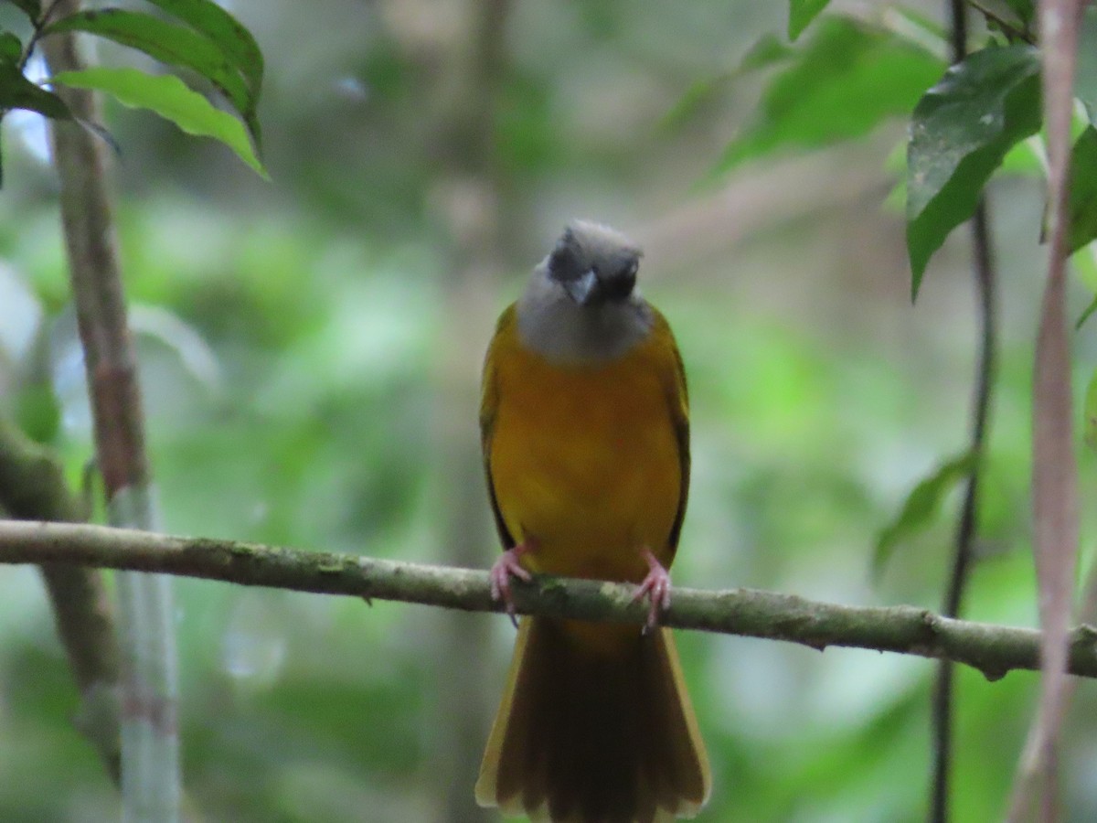 Gray-headed Tanager (Gray-crested) - ML614670574