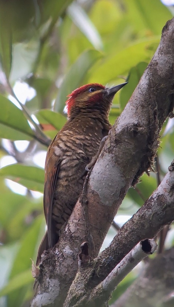 Stripe-cheeked Woodpecker - ML614670664