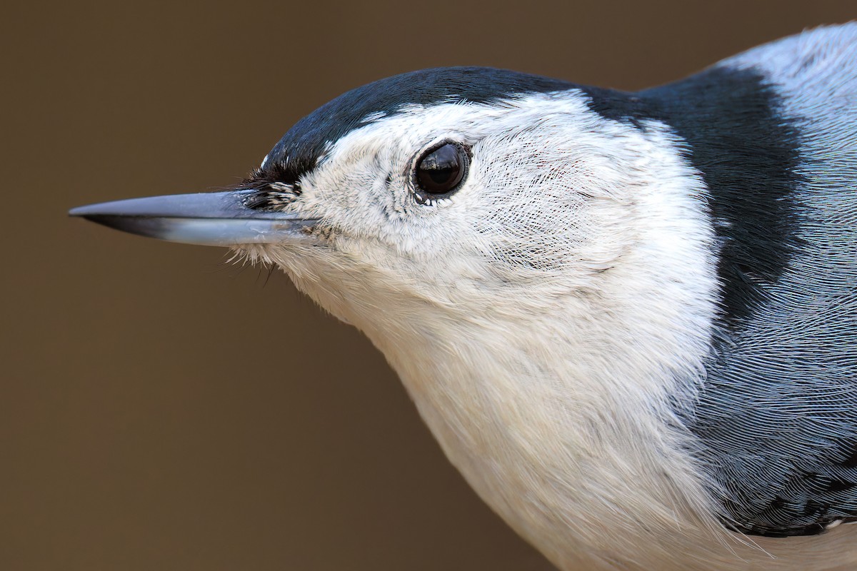 White-breasted Nuthatch - ML614670673