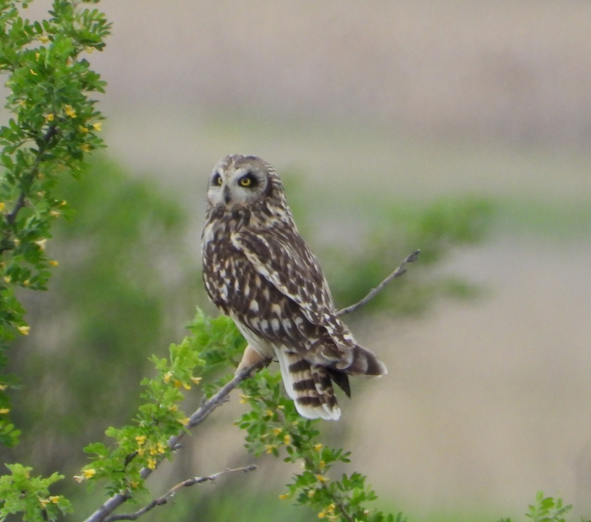 Short-eared Owl - ML614670772