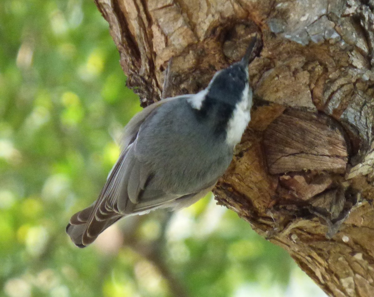 White-breasted Nuthatch - ML614671000