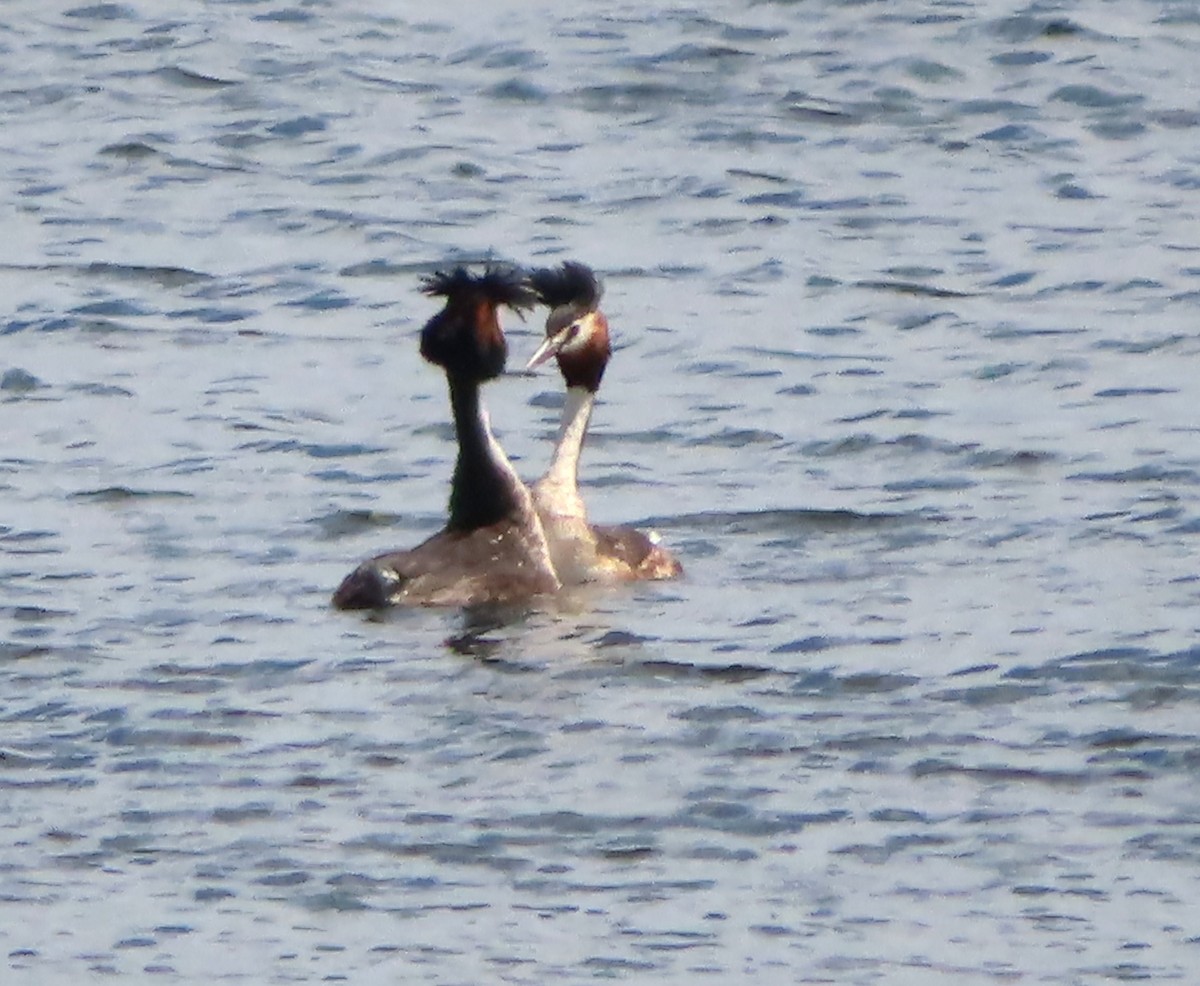Great Crested Grebe - ML614671114