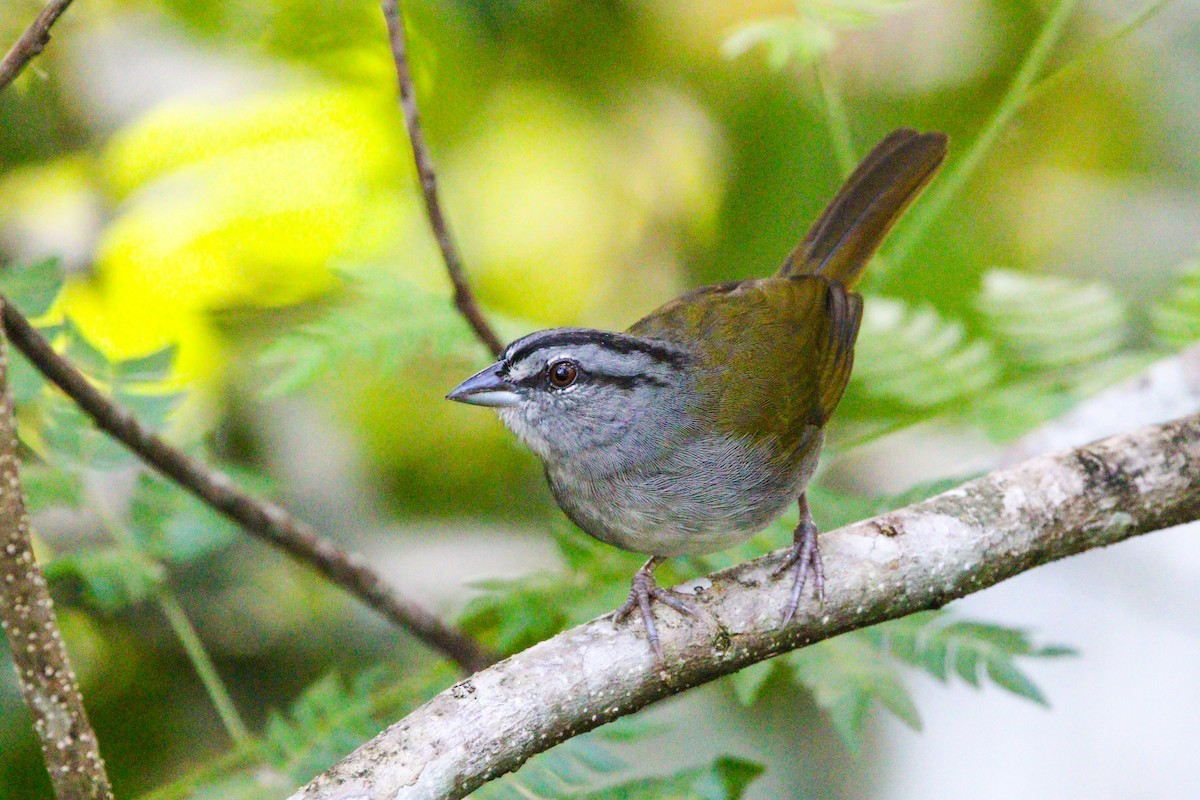 Green-backed Sparrow - ML614671188