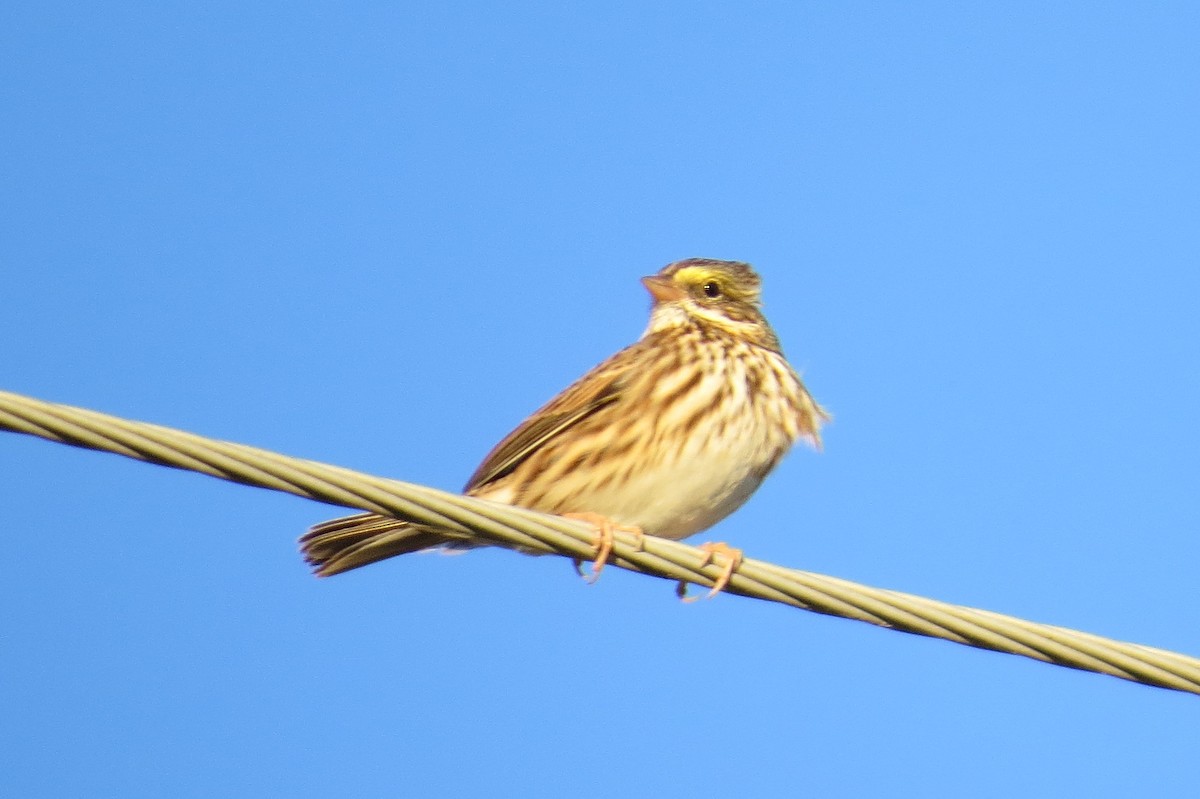 Savannah Sparrow - ML614671354