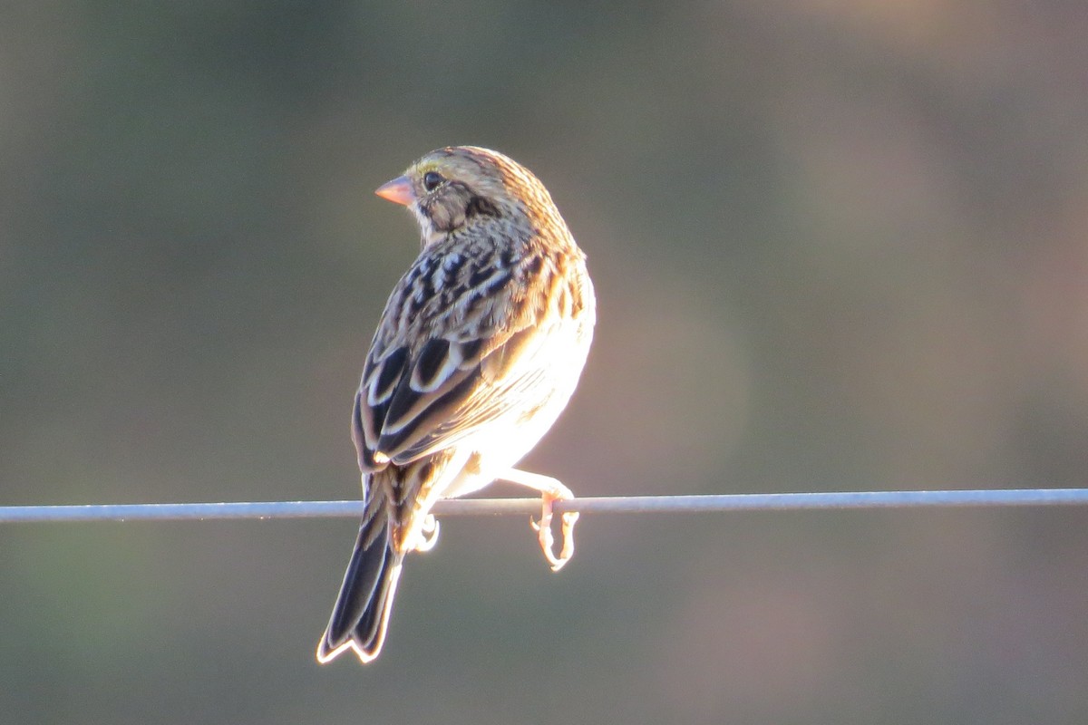 Savannah Sparrow - ML614671358