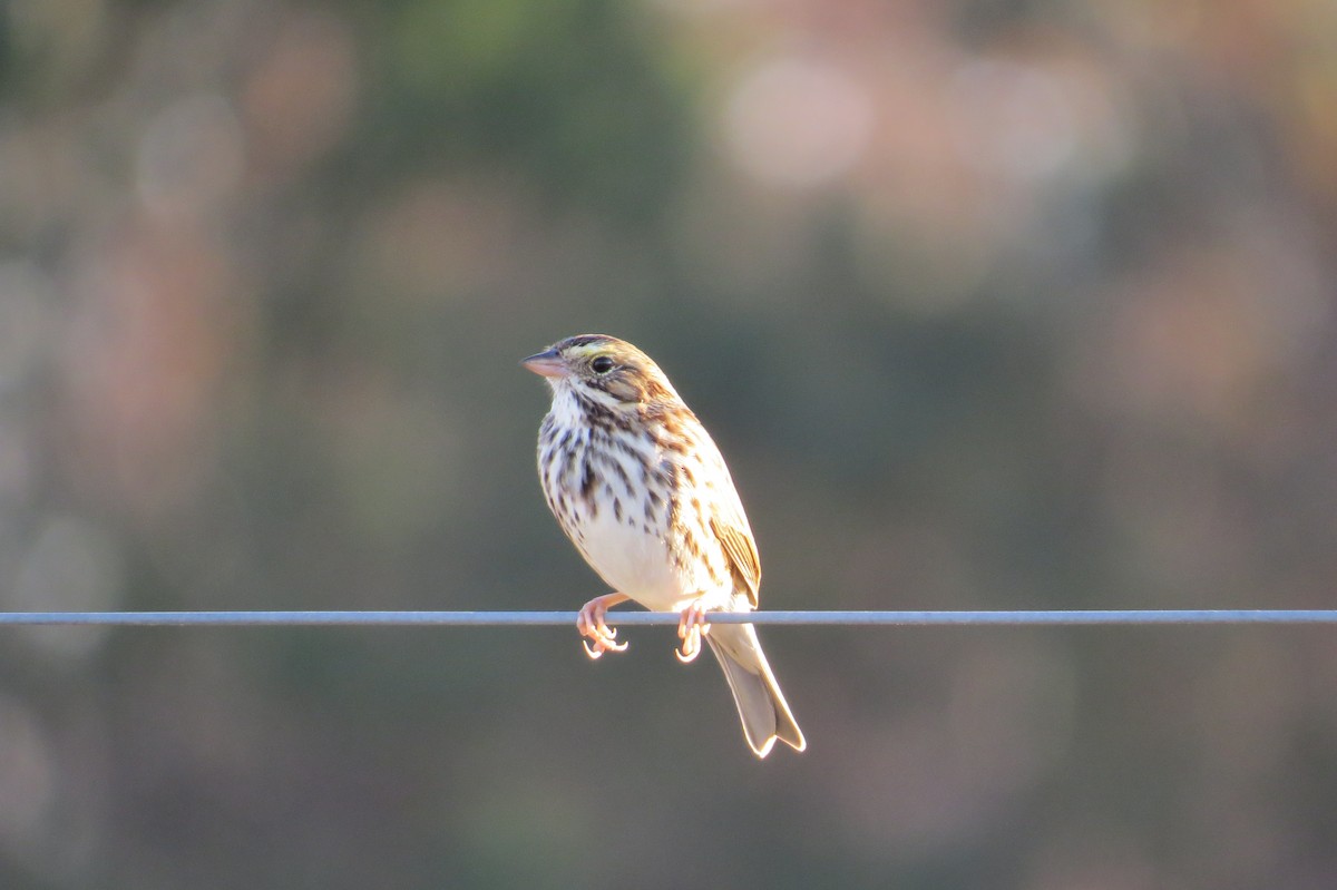 Savannah Sparrow - ML614671360