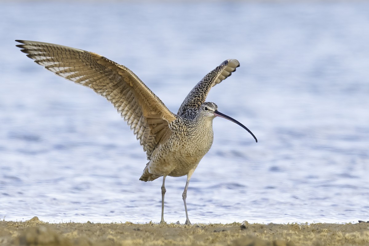 Long-billed Curlew - ML614671745