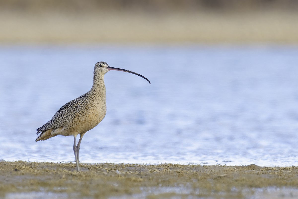 Long-billed Curlew - ML614671746