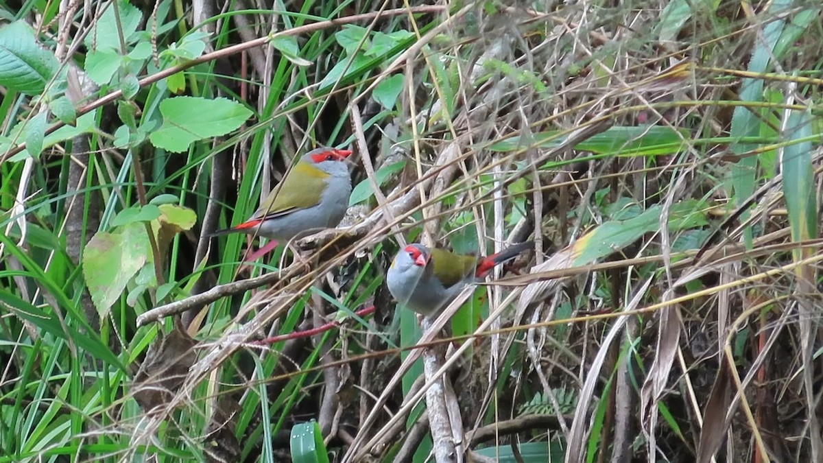 Red-browed Firetail - ML614671851