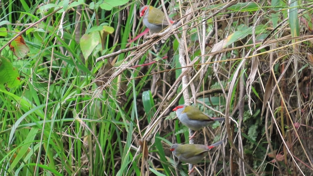 Red-browed Firetail - ML614671852
