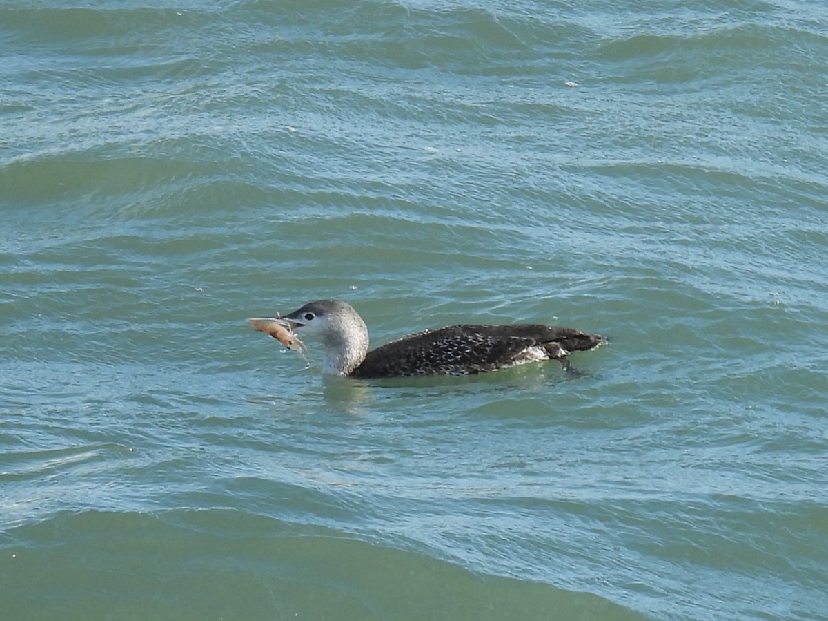 Red-throated Loon - ML614672027