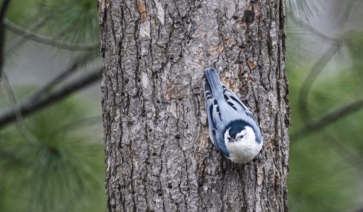 White-breasted Nuthatch - ML614672199