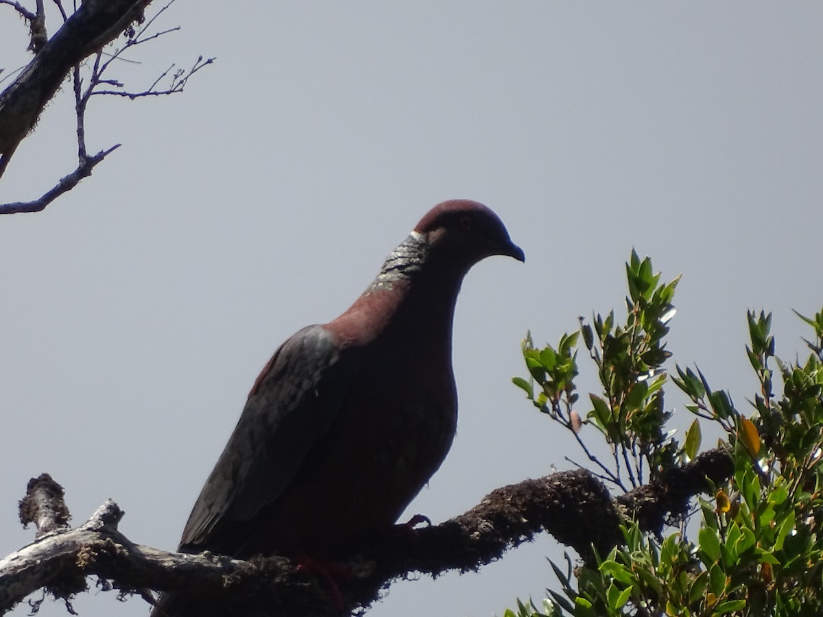 Chilean Pigeon - ML614672277