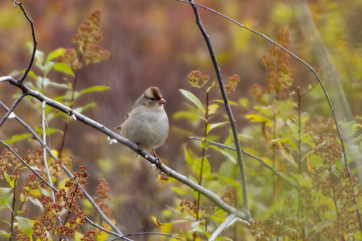 White-crowned Sparrow (Dark-lored) - ML614672545