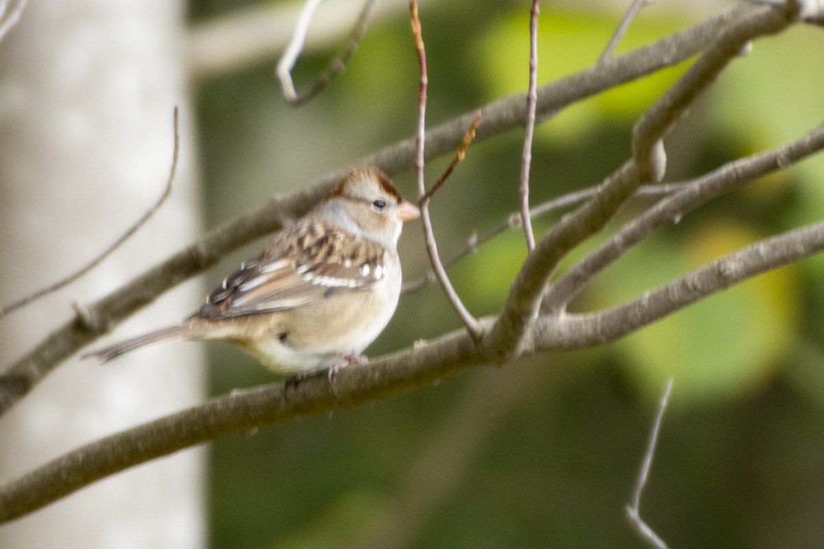 White-crowned Sparrow (Dark-lored) - ML614672562