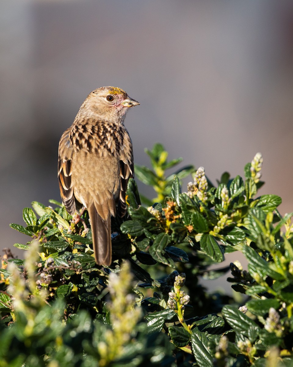Golden-crowned Sparrow - ML614672735