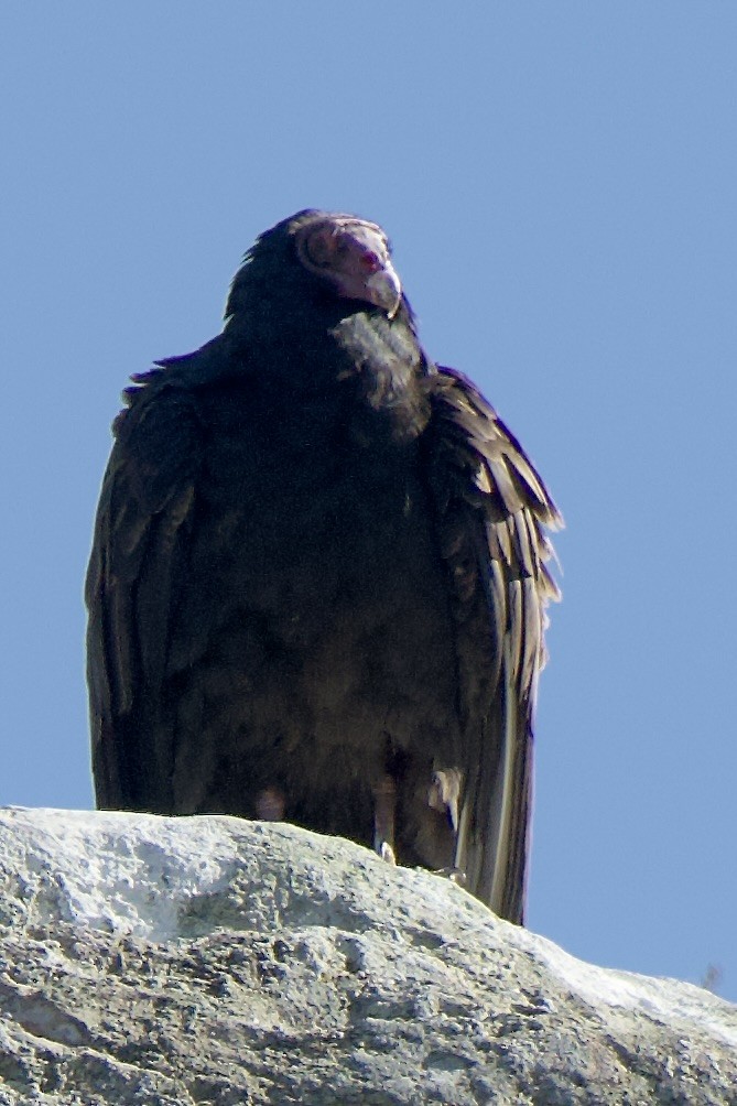 Turkey Vulture - Frank Severson