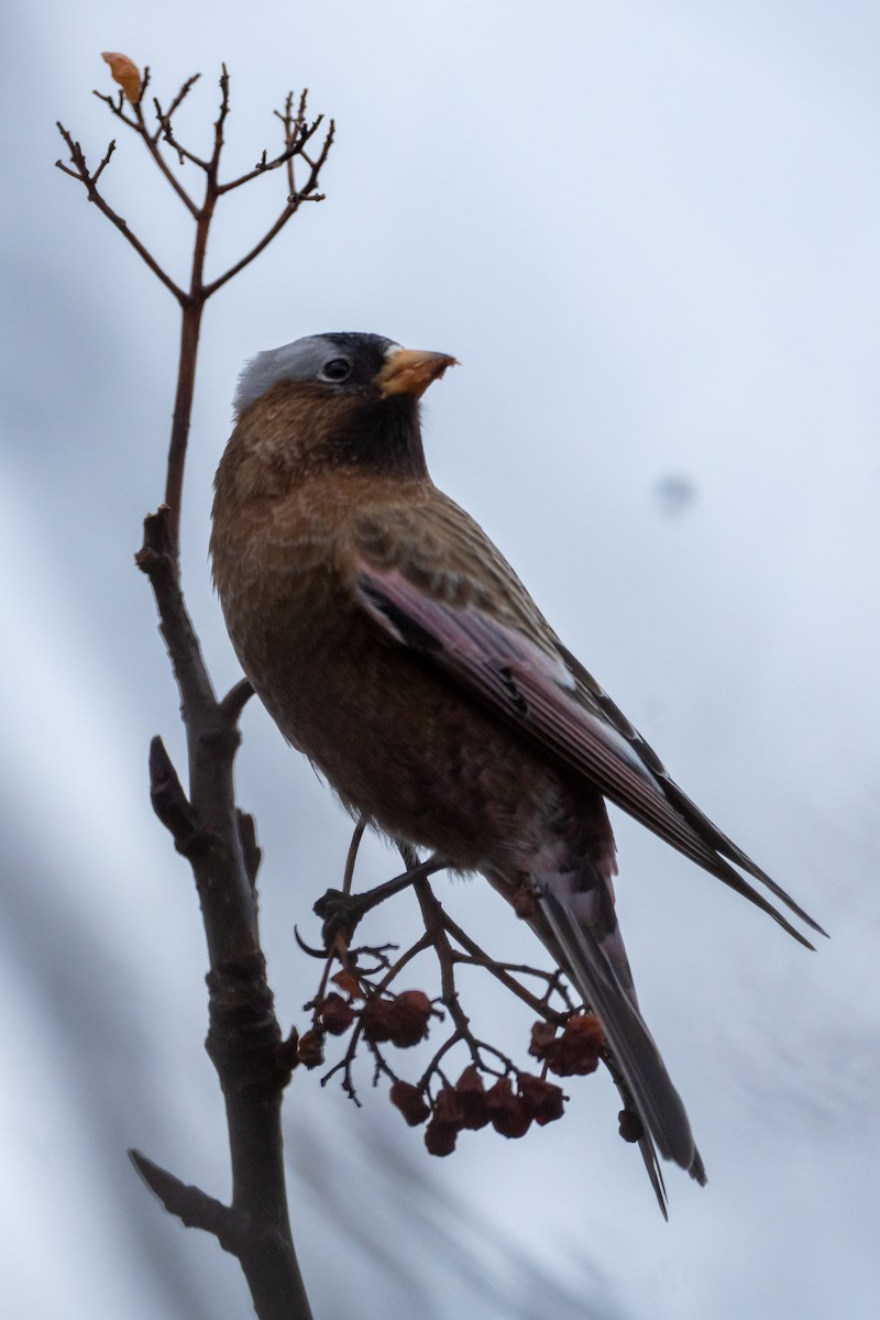 Gray-crowned Rosy-Finch - ML614673018