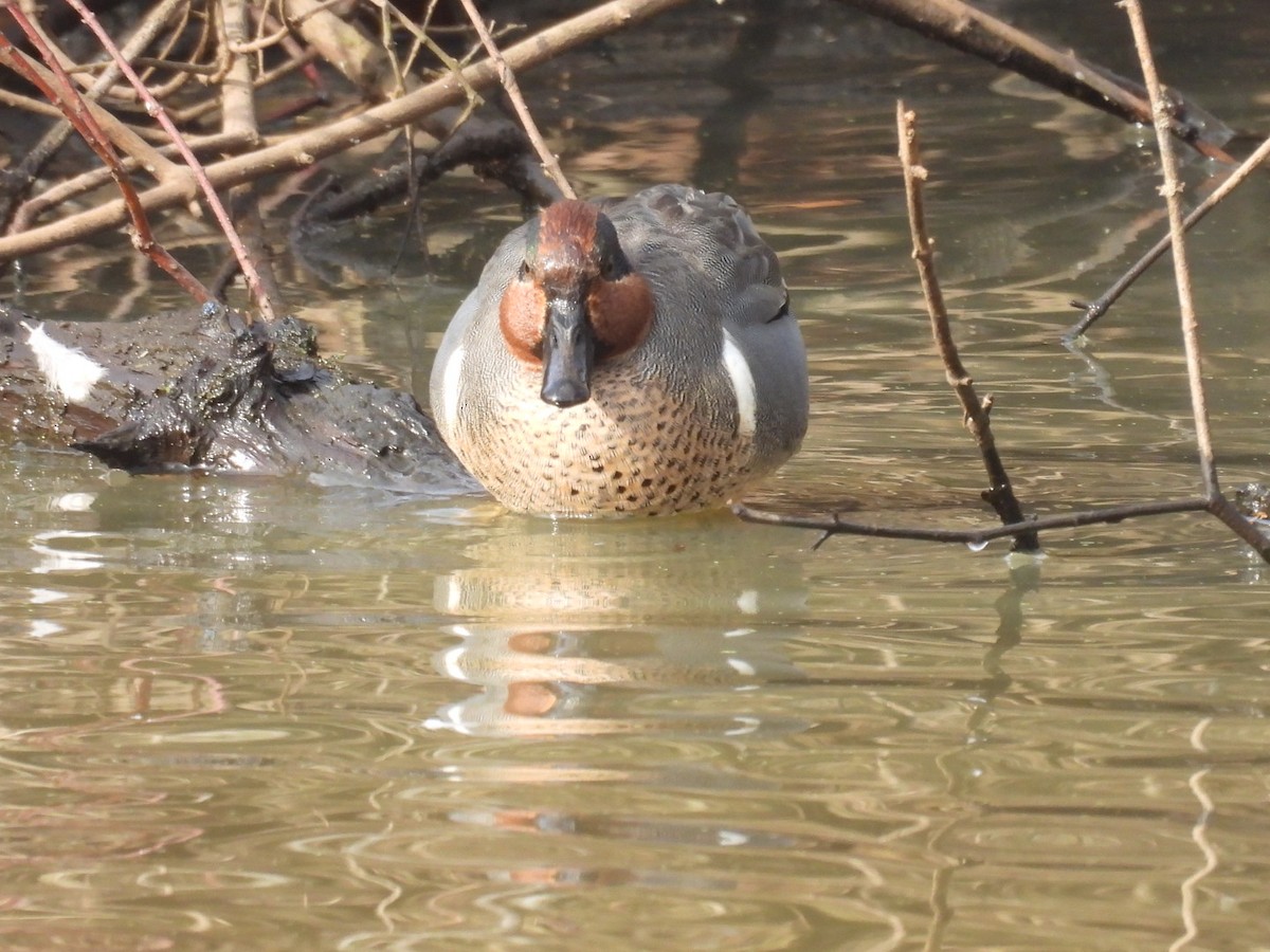 Green-winged Teal - ML614673165