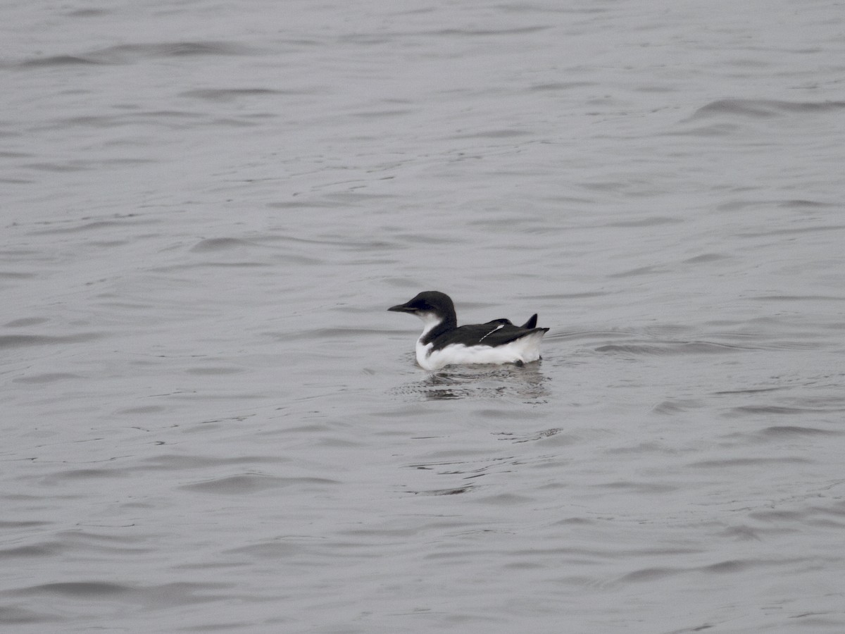 Thick-billed Murre - ML614673385