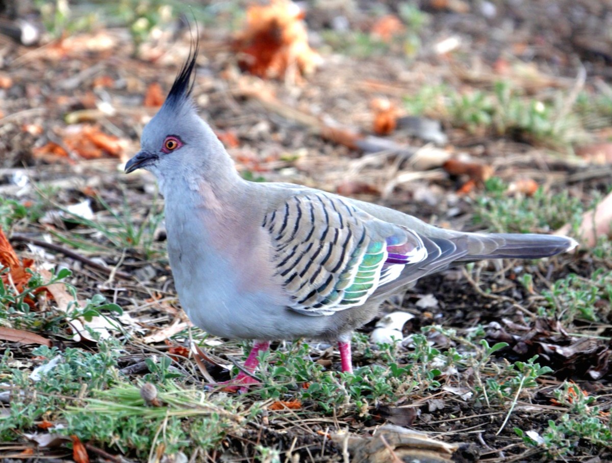 Crested Pigeon - ML614673502