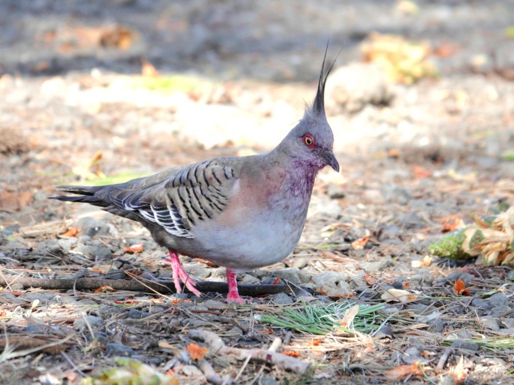 Crested Pigeon - ML614673503