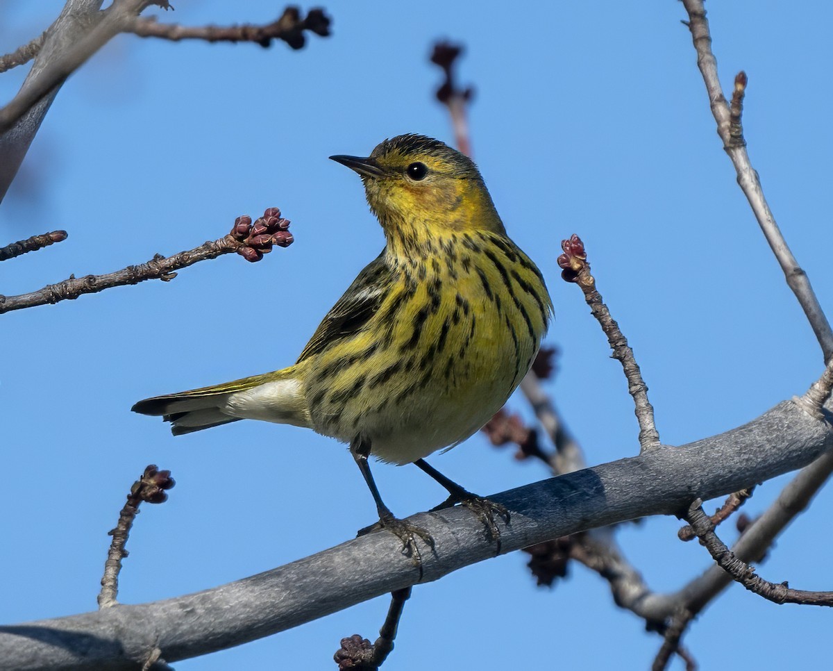 Cape May Warbler - ML614673547