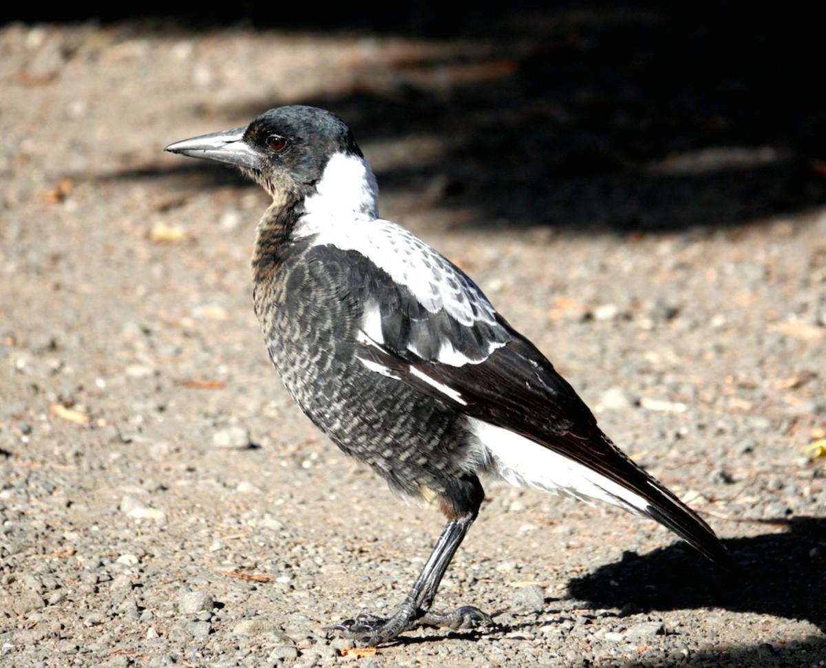 Australian Magpie (White-backed) - ML614673569
