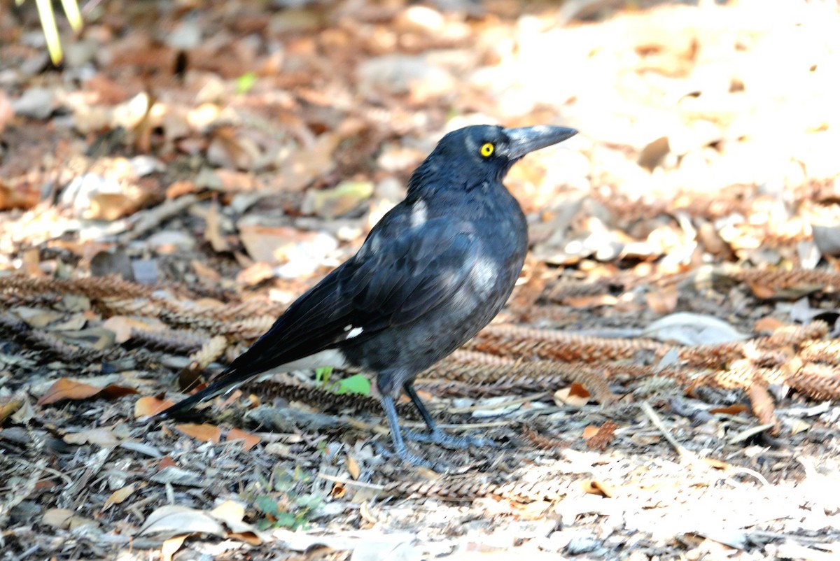 Pied Currawong - ML614673587