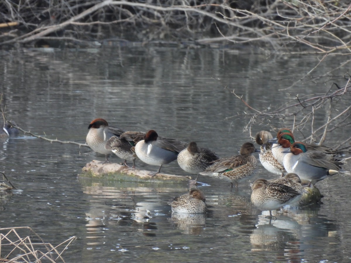 Green-winged Teal - ML614673614