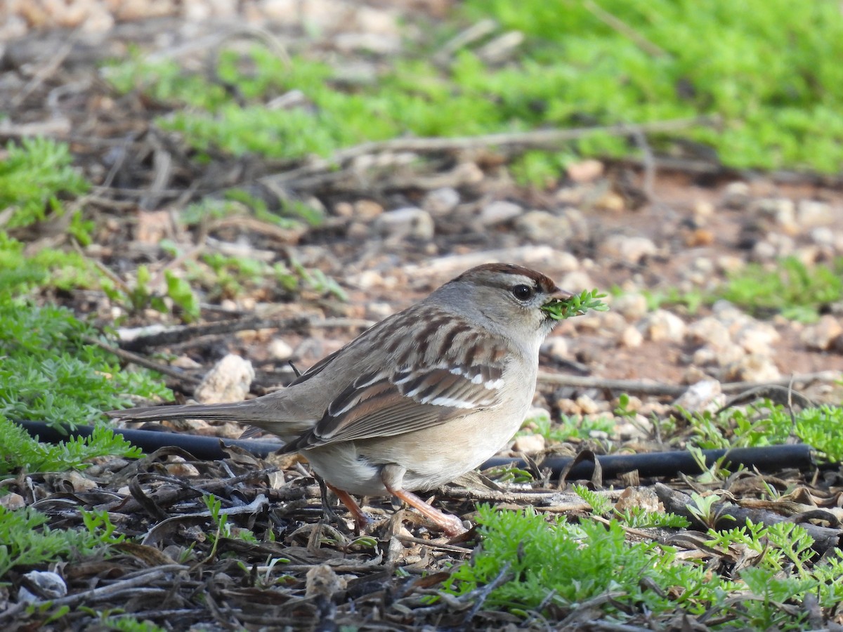 White-crowned Sparrow - ML614673622