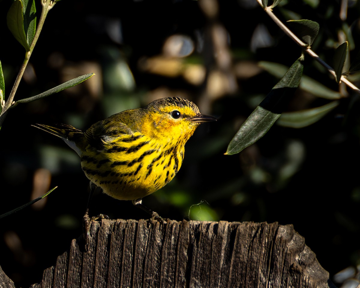 Cape May Warbler - ML614673699
