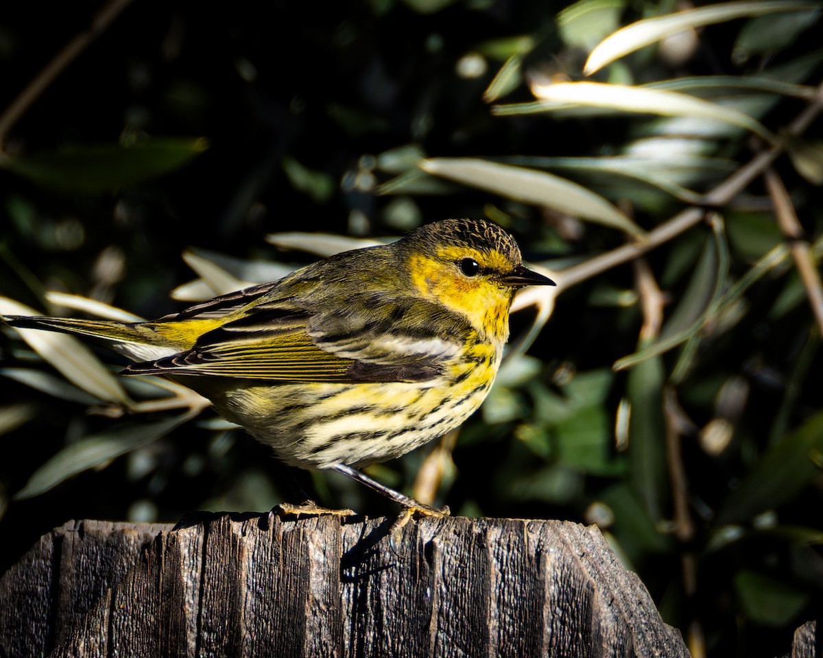 Cape May Warbler - ML614673700
