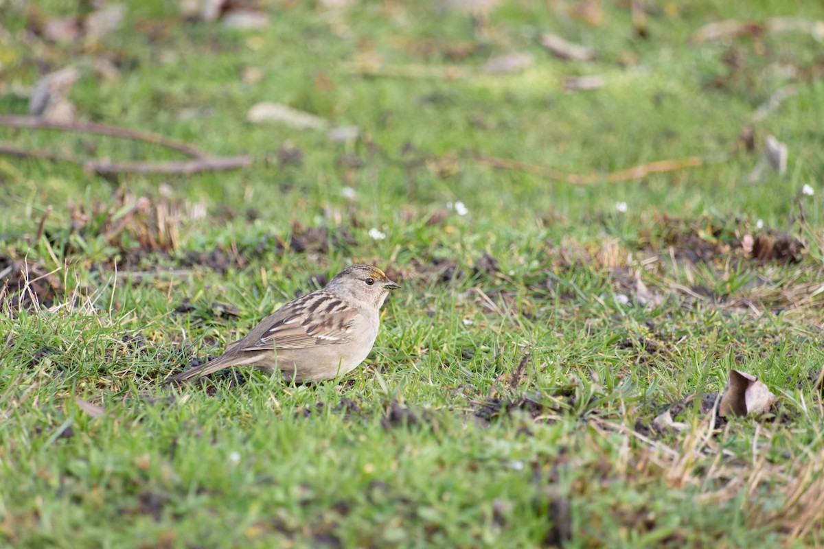 Golden-crowned Sparrow - ML614673708