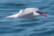 South American Tern - ML614674162