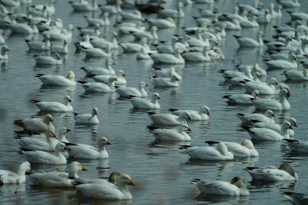 eBird Checklist 10 Feb 2024 Bosque del Apache NWR 37 species (+3