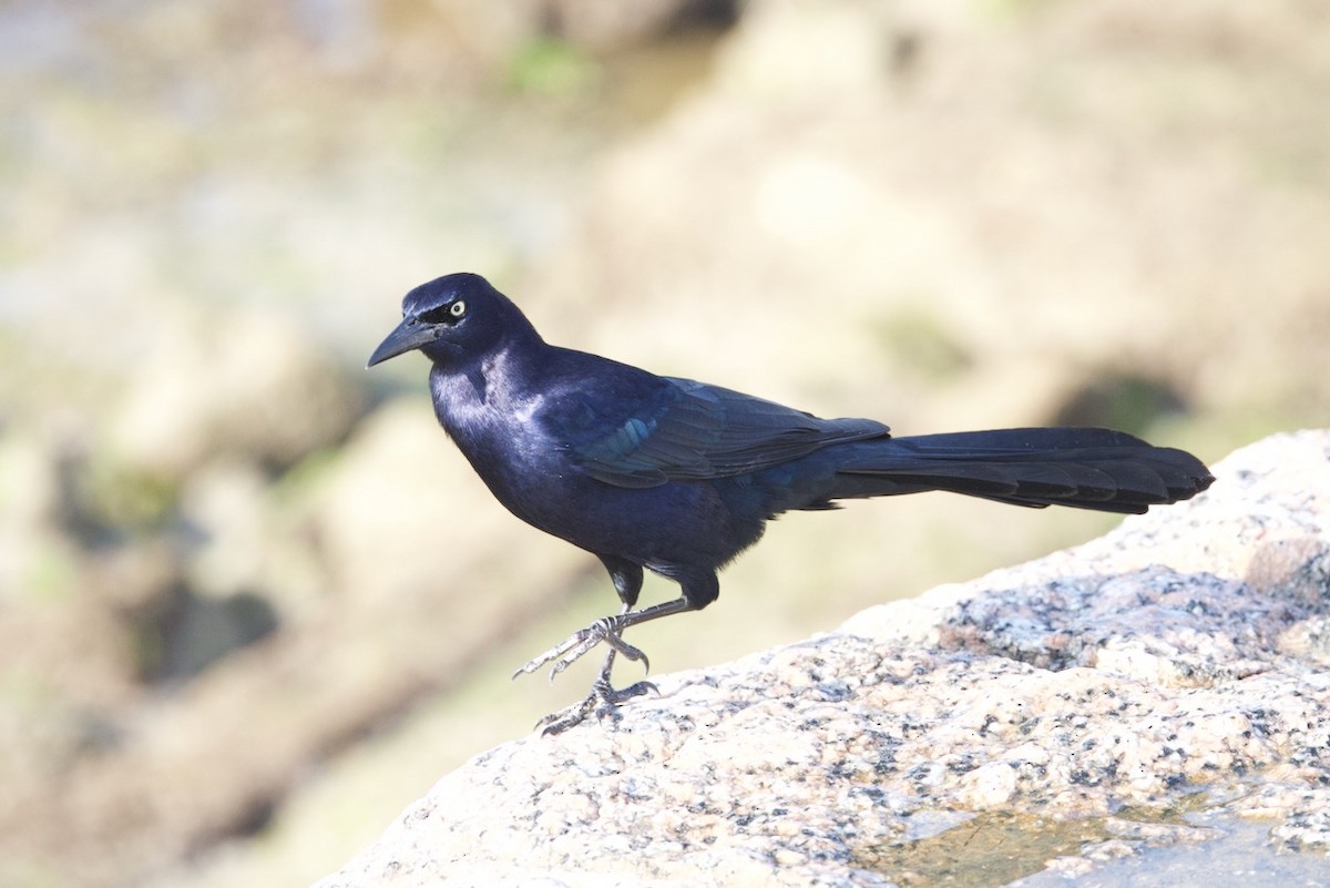 Great-tailed Grackle - ML614674513