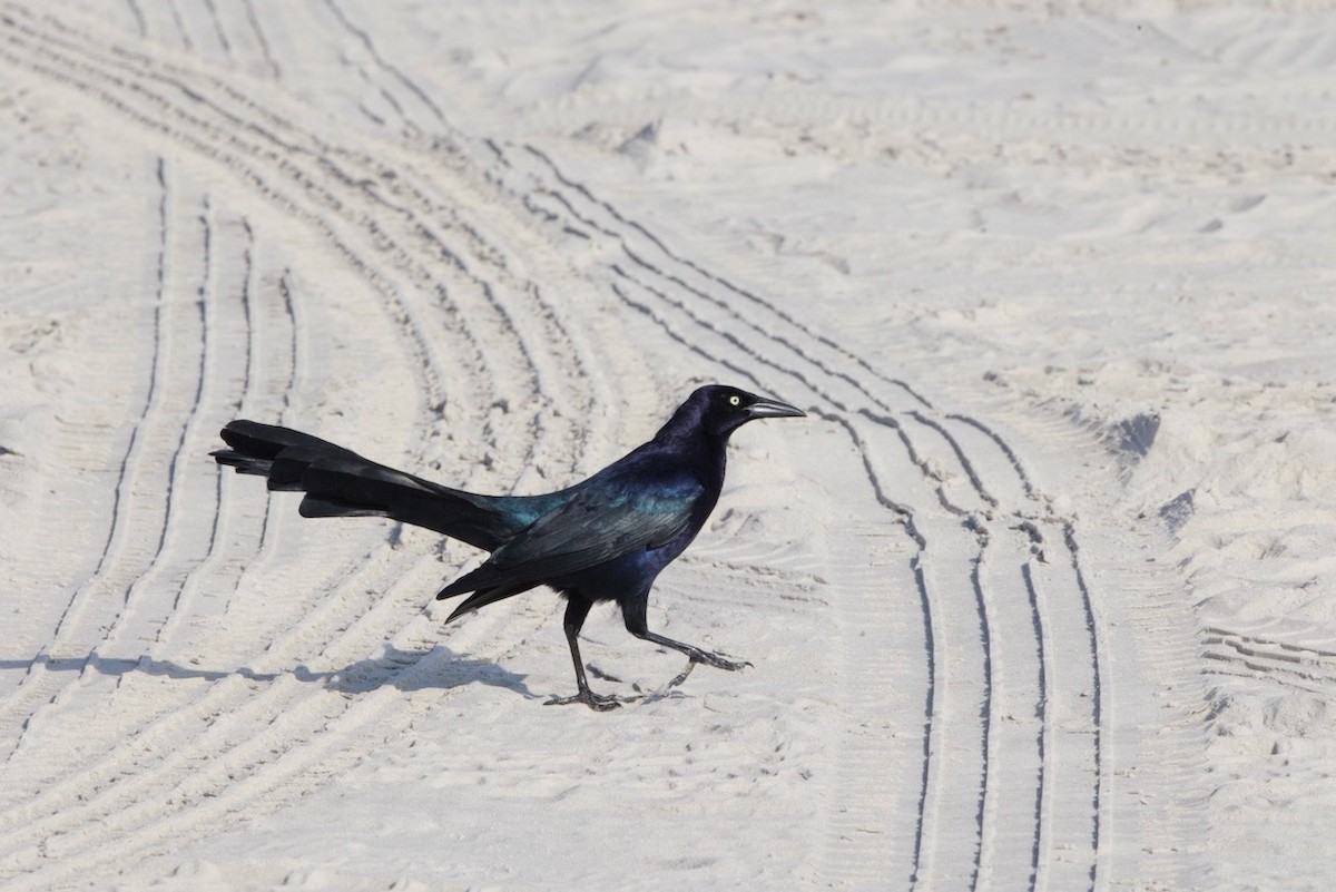 Great-tailed Grackle - ML614674514