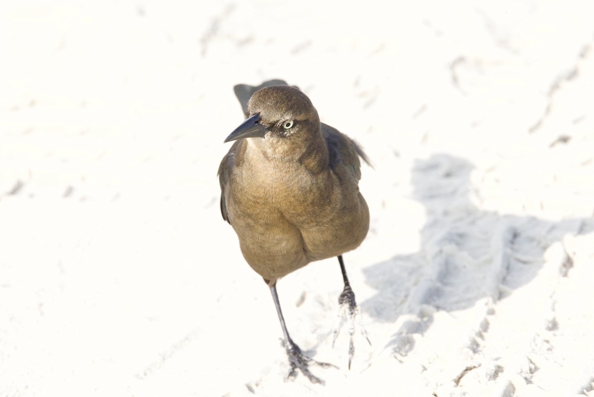 Great-tailed Grackle - ML614674515