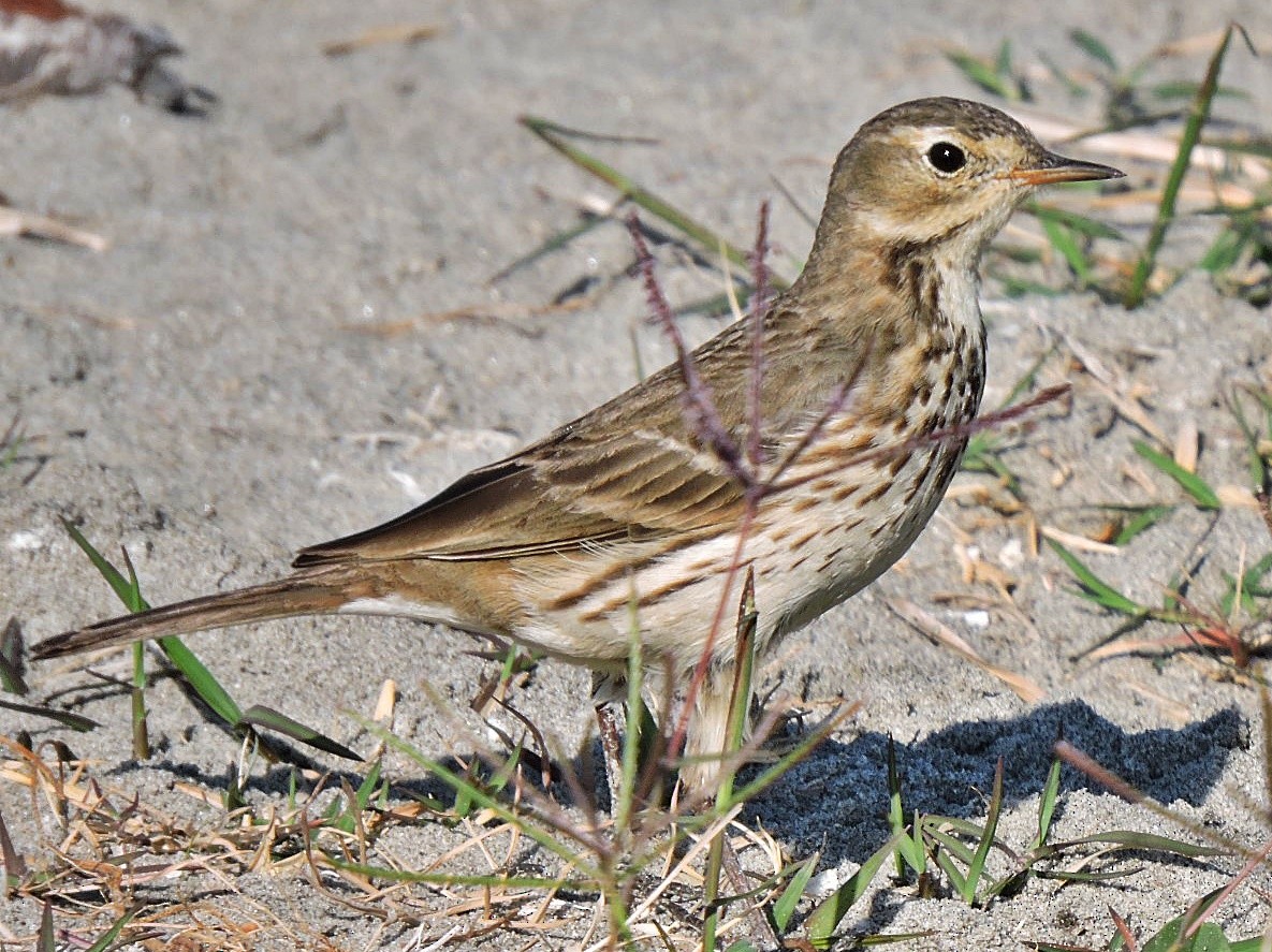 American Pipit - Mary-Jean Payeur