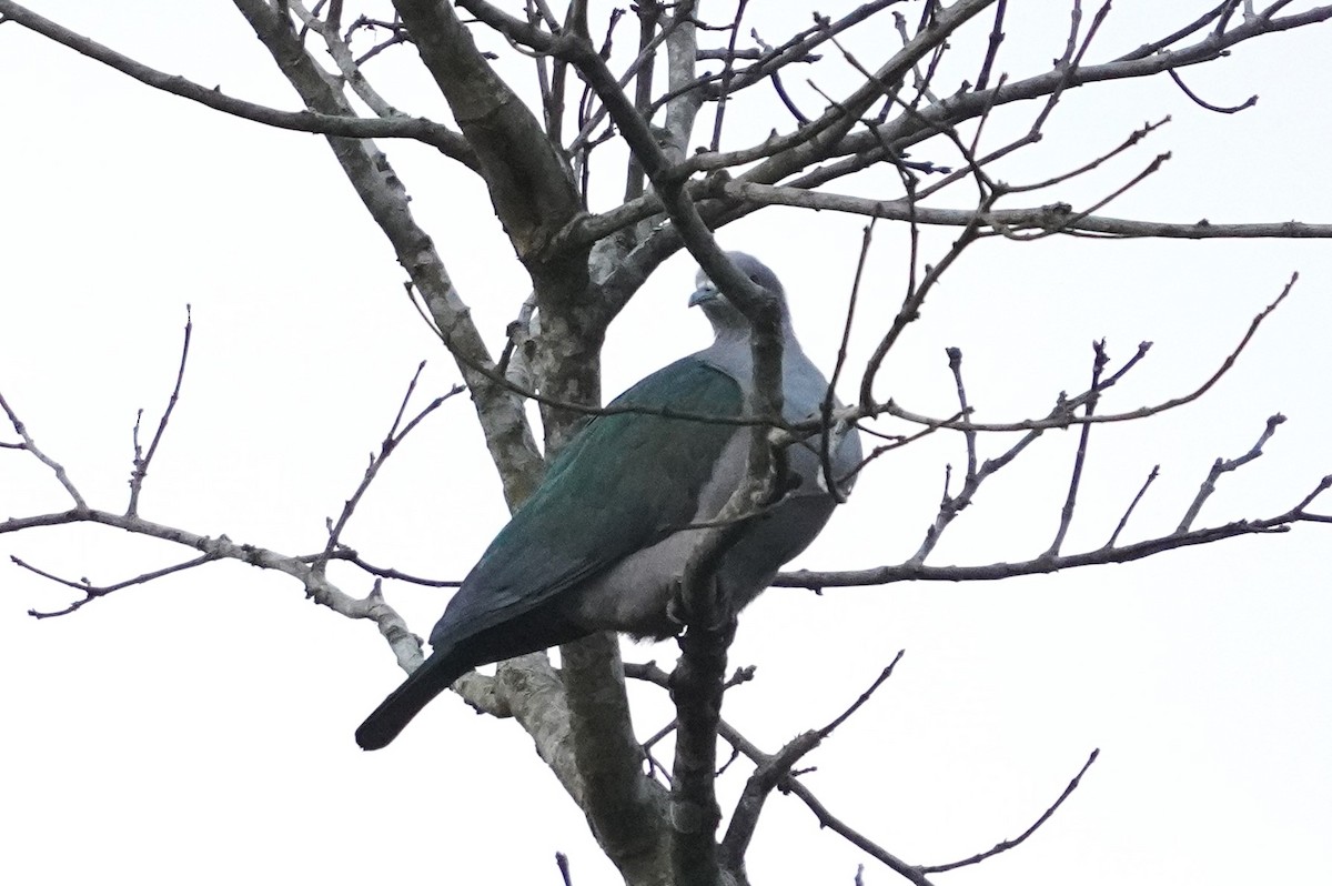 Green Imperial-Pigeon - ML614674695