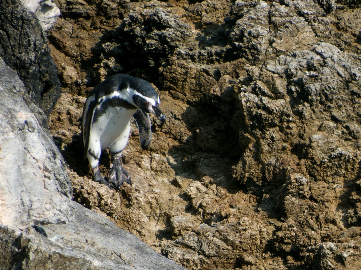 Humboldt Penguin - ML614674827