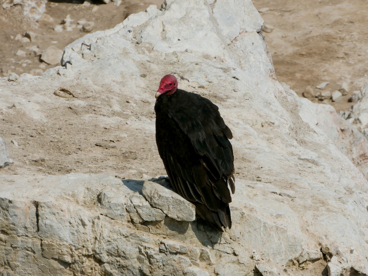 Turkey Vulture - ML614674897