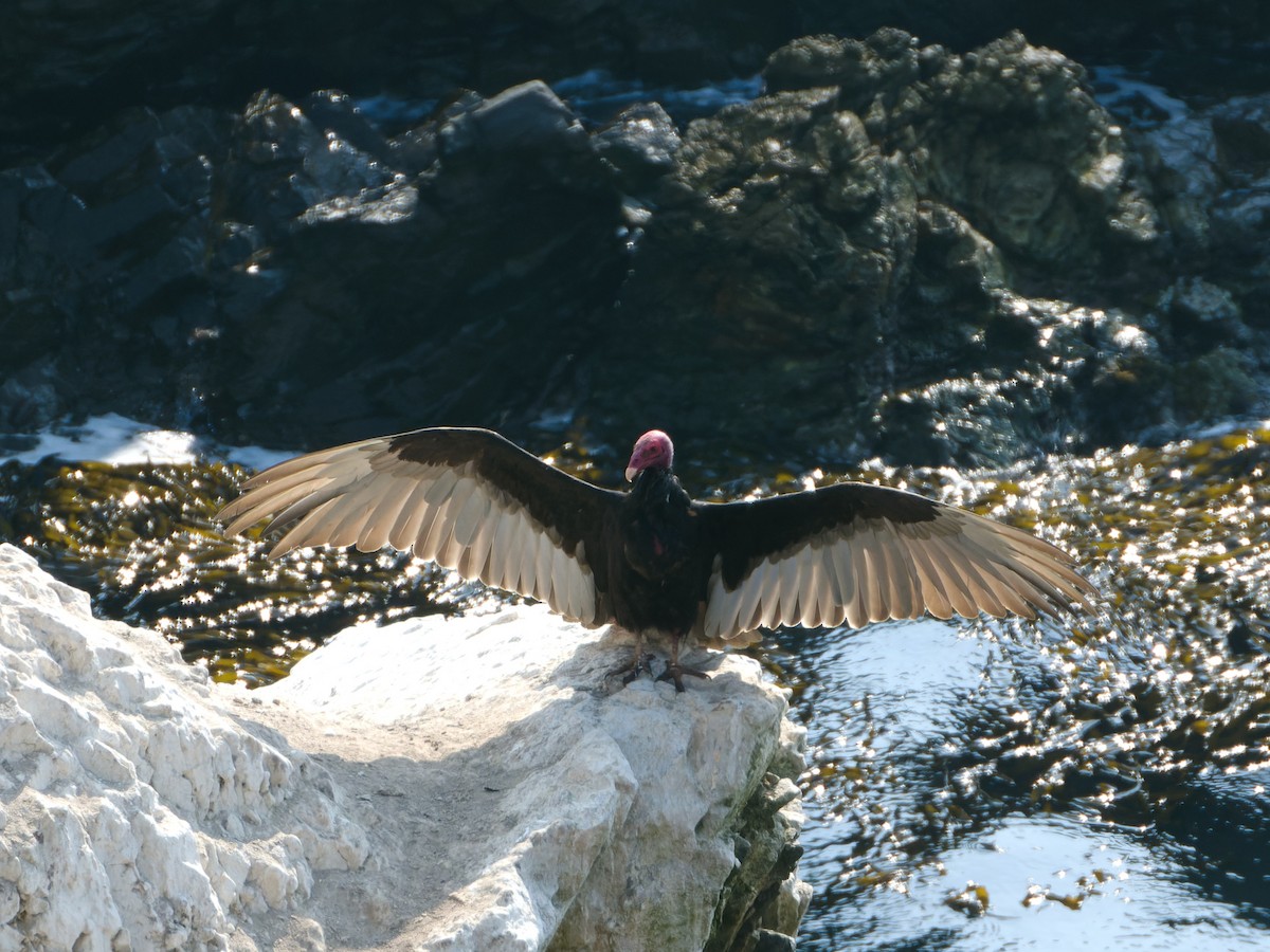 Turkey Vulture - ML614675116