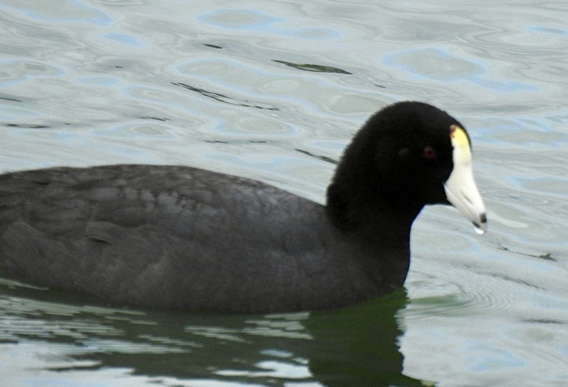 American Coot (White-shielded) - ML614675151
