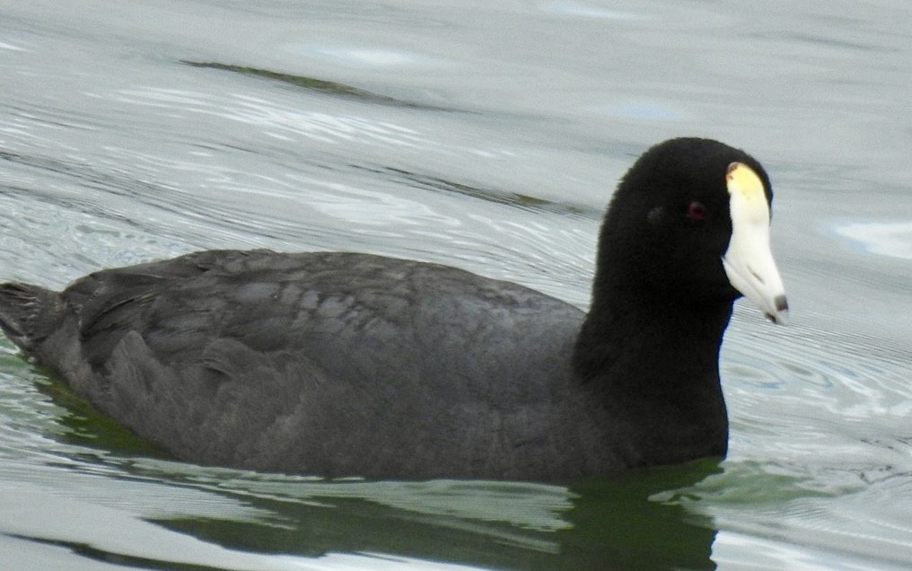 American Coot (White-shielded) - ML614675152