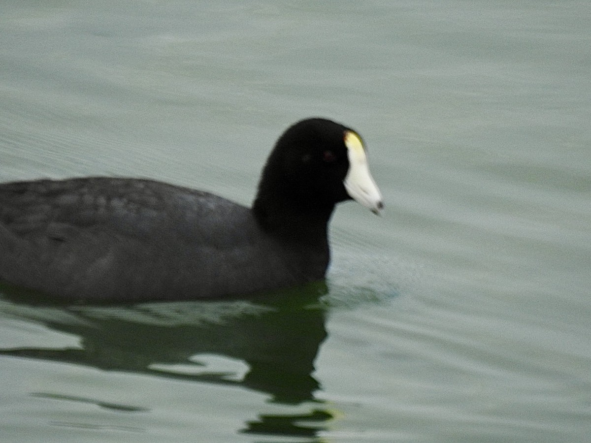 American Coot (White-shielded) - Brian Ison