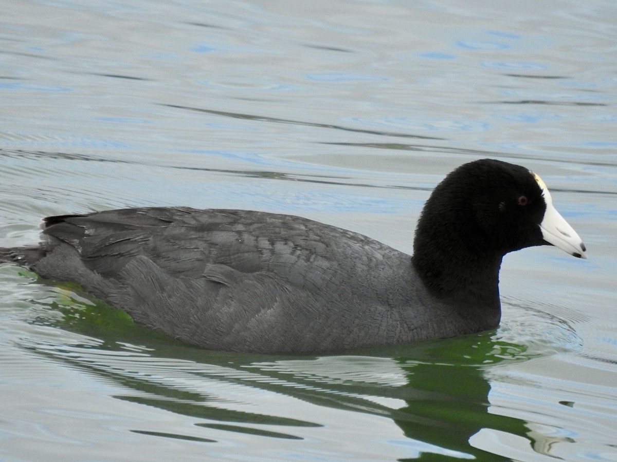American Coot (White-shielded) - ML614675154
