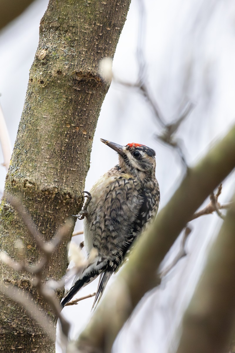 Yellow-bellied Sapsucker - Chris Kennelly