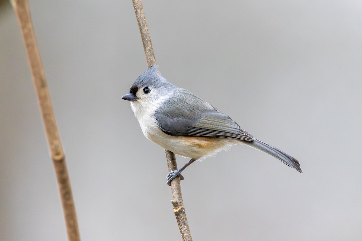 Tufted Titmouse - Chris Kennelly